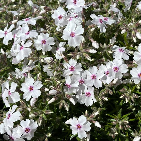 Phlox subulata 'Amazing Grace'