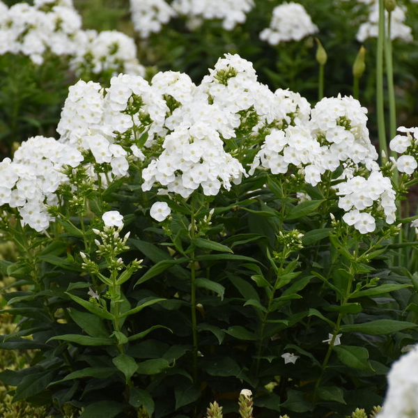 Phlox paniculata 'Backlight'