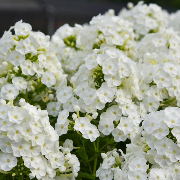 Phlox paniculata 'Backlight'