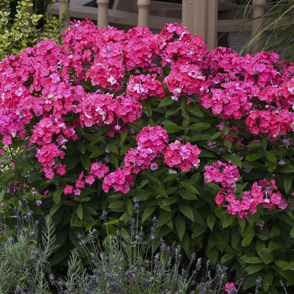 Phlox paniculata 'Glamour Girl'
