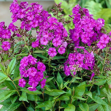Load image into Gallery viewer, Phlox paniculata &#39;Nicky&#39;
