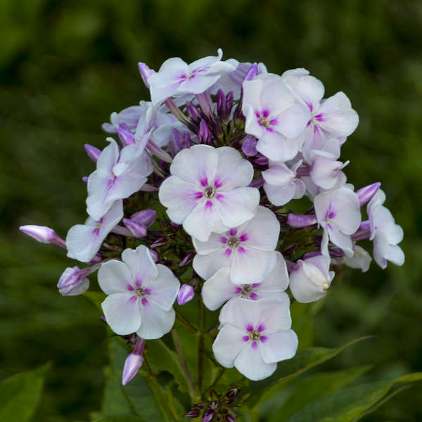 Phlox paniculata 'Party Girl'