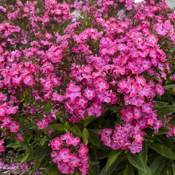 Phlox paniculata 'Pink Lightning'