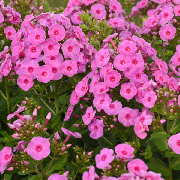 Phlox paniculata 'Prismatic Pink'