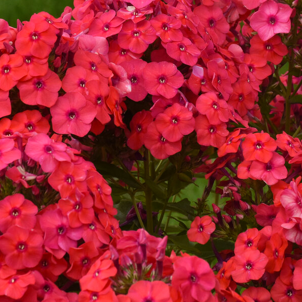 Phlox paniculata 'Sunset Coral'