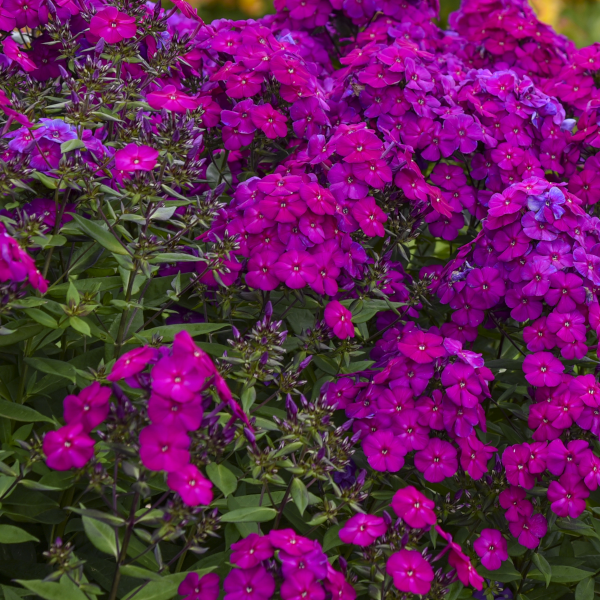 Phlox paniculata 'Ultraviolet'