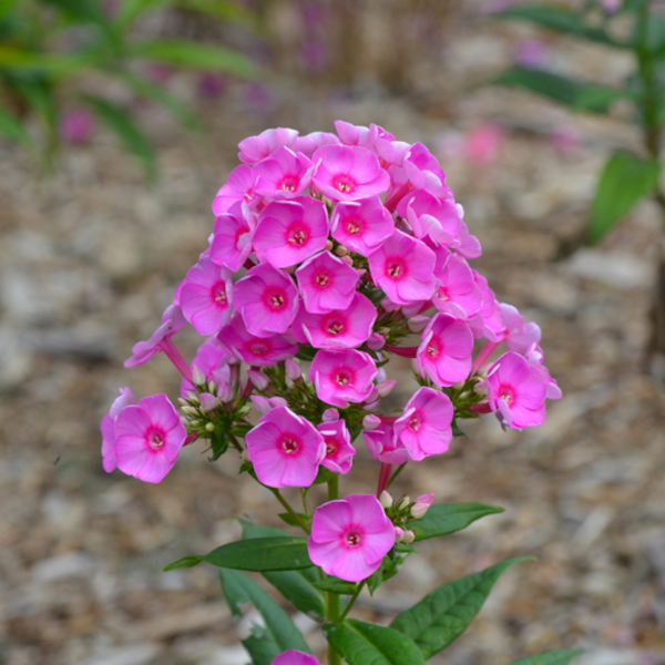 Phlox paniculata 'Flame Pink Pop'
