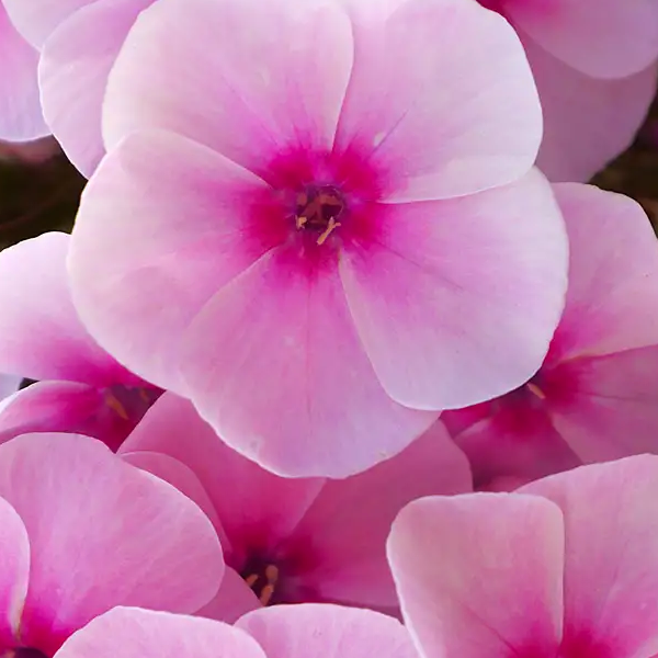 Phlox paniculata 'Flame Pink Pop'