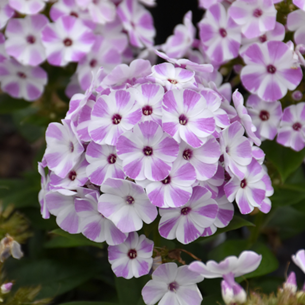 Phlox paniculata 'Lilac Star'