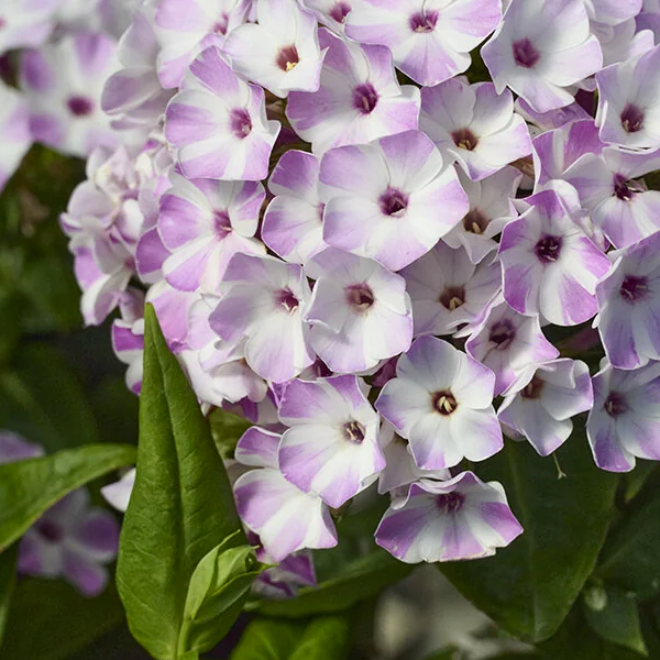 Phlox paniculata 'Lilac Star'