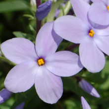 Load image into Gallery viewer, Phlox stolonifera

