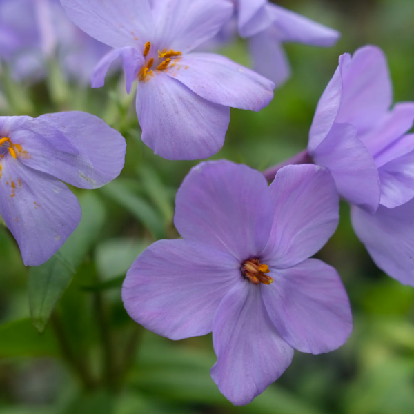 Phlox stolonifera ‘Blue Ridge'
