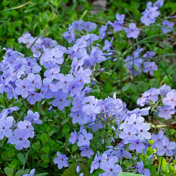 Phlox stolonifera ‘Blue Ridge'