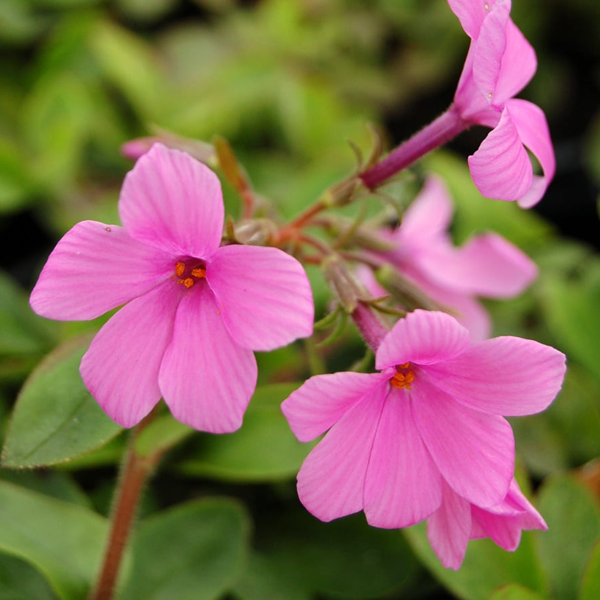 Phlox stolonifera ‘Pink Ridge'