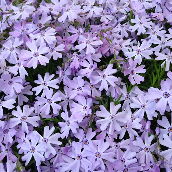 Phlox subulata 'Emerald Blue'