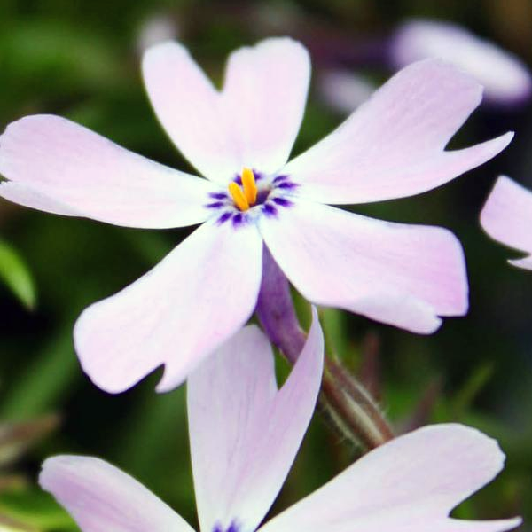 Phlox subulata 'Emerald Blue'