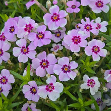 Load image into Gallery viewer, Phlox subulata &#39;Eye Candy&#39;
