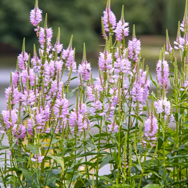 Physostegia virginiana
