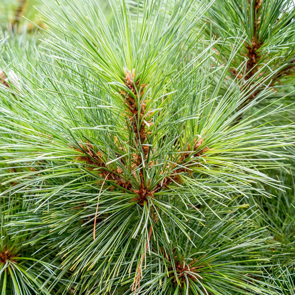 Pinus strobus