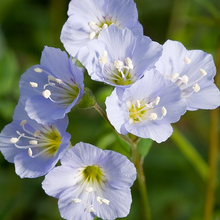 Load image into Gallery viewer, Polemonium reptans
