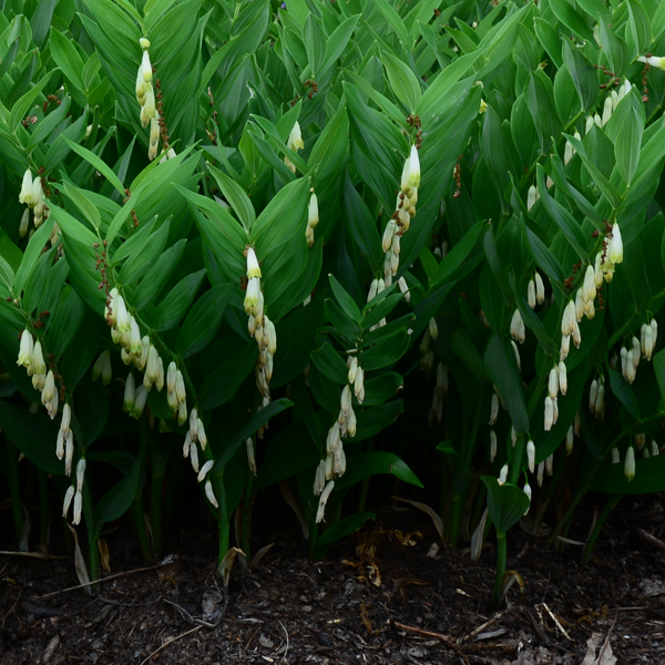 Polygonatum 'Prince Charming'