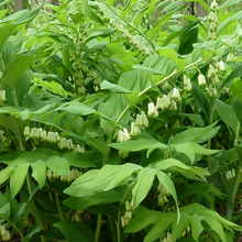 Load image into Gallery viewer, Polygonatum biflorum
