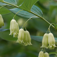 Load image into Gallery viewer, Polygonatum biflorum

