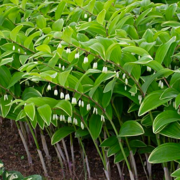 Polygonatum odoratum 'Variegatum'