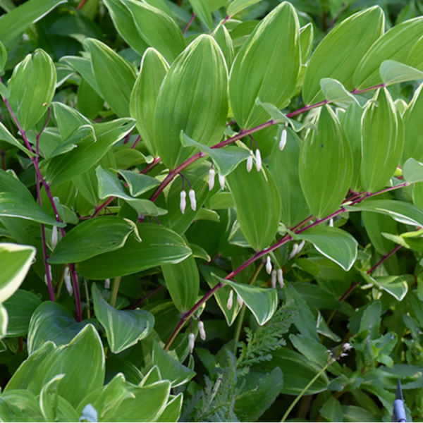 Polygonatum odoratum 'Variegatum'