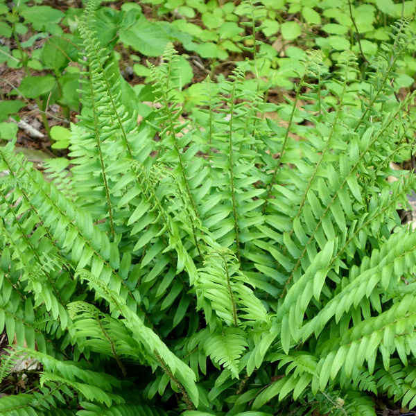 Polystichum acrostichoides 'Christmas Fern'