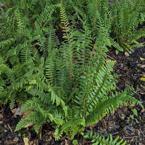 Polystichum acrostichoides 'Christmas Fern'