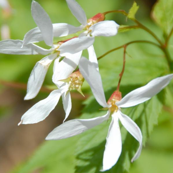 Porteranthus trifoliatus