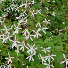 Load image into Gallery viewer, Porteranthus trifoliatus
