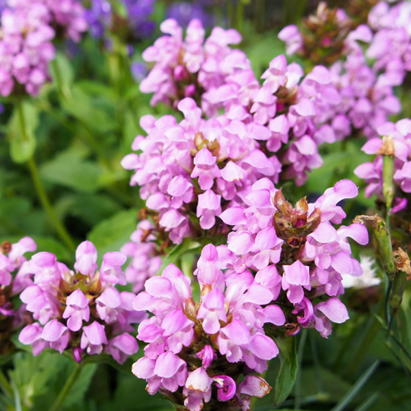 Prunella grandiflora 'Pagoda Mix'