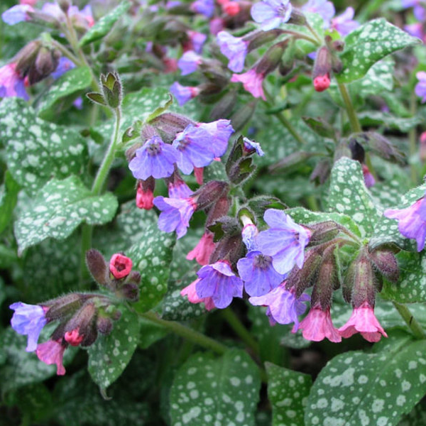 Pulmonaria saccharata 'Mrs. Moon'