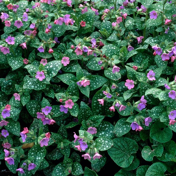 Pulmonaria saccharata 'Mrs. Moon'