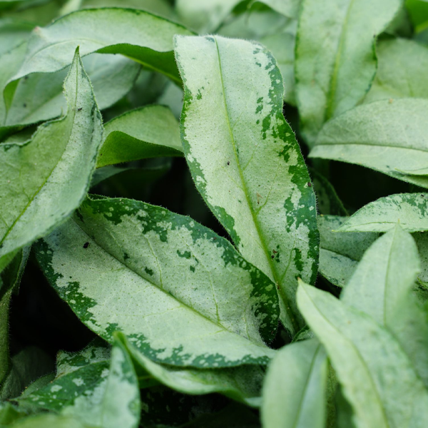 Pulmonaria saccharata 'Samurai'