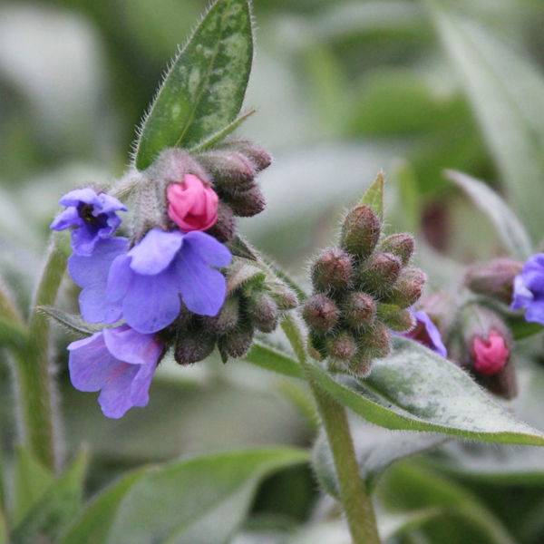 Pulmonaria saccharata 'Samurai'