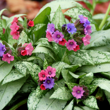 Load image into Gallery viewer, Pulmonaria saccharata &#39;Silver Bouquet&#39;
