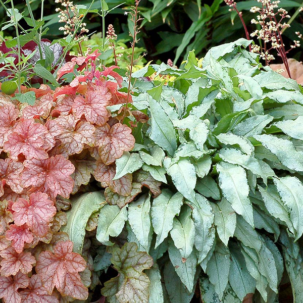 Pulmonaria saccharata 'Silver Bouquet'