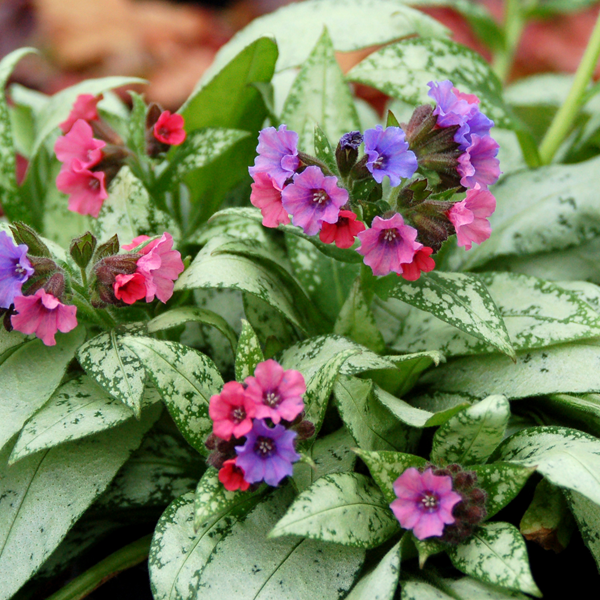 Pulmonaria saccharata 'Silver Bouquet'
