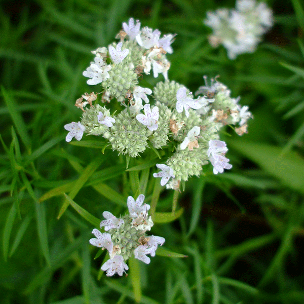 Pycnanthemum tenuifolium