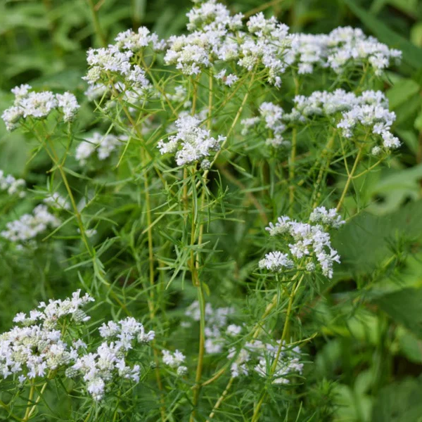 Pycnanthemum tenuifolium