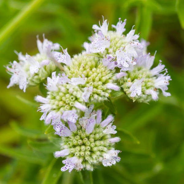 Pycnanthemum virginianum
