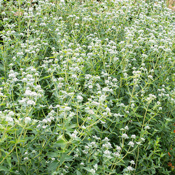 Pycnanthemum virginianum