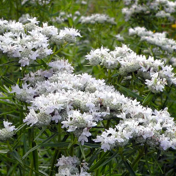 Pycnanthemum pilosum
