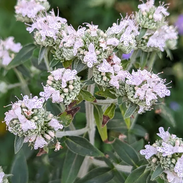 Pycnanthemum pilosum