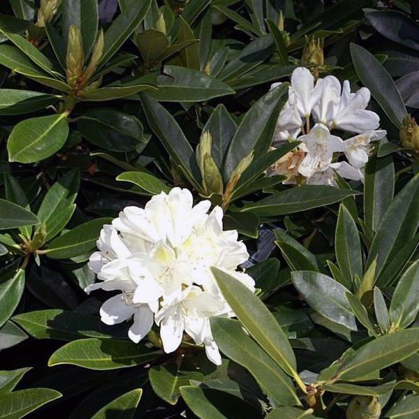 Rhododendron 'Cat Chionoides'