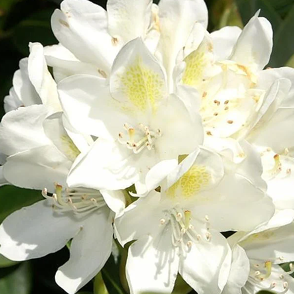 Rhododendron 'Cat Chionoides'