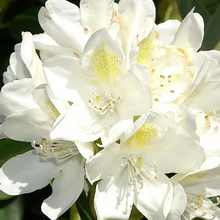 Load image into Gallery viewer, Rhododendron &#39;Cat Chionoides&#39;
